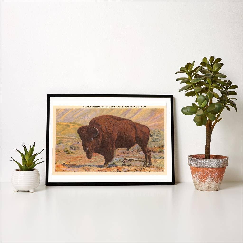 Art Print MT-74 Buffalo, Yellowstone Park, Montana