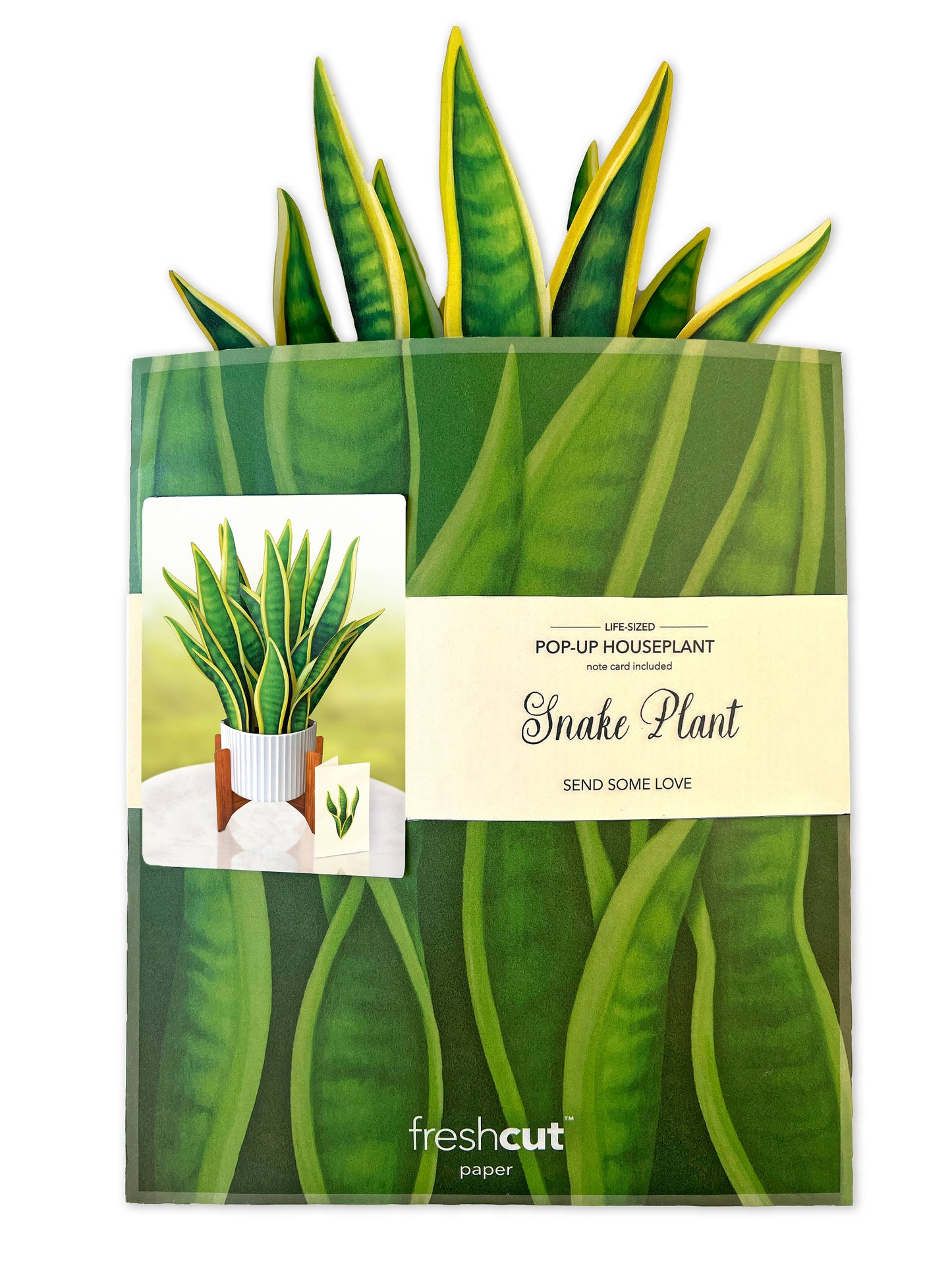Snake Plant Pop-up Greeting Card