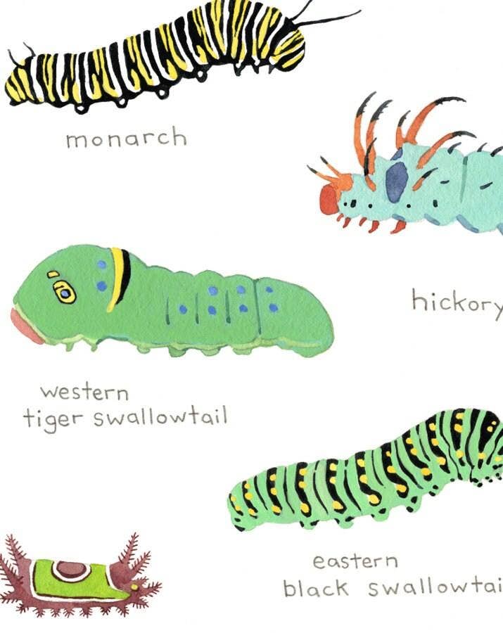 Caterpillar Chart Print, Colorful Kids Art Print: 5x7 (8x10 mat)
