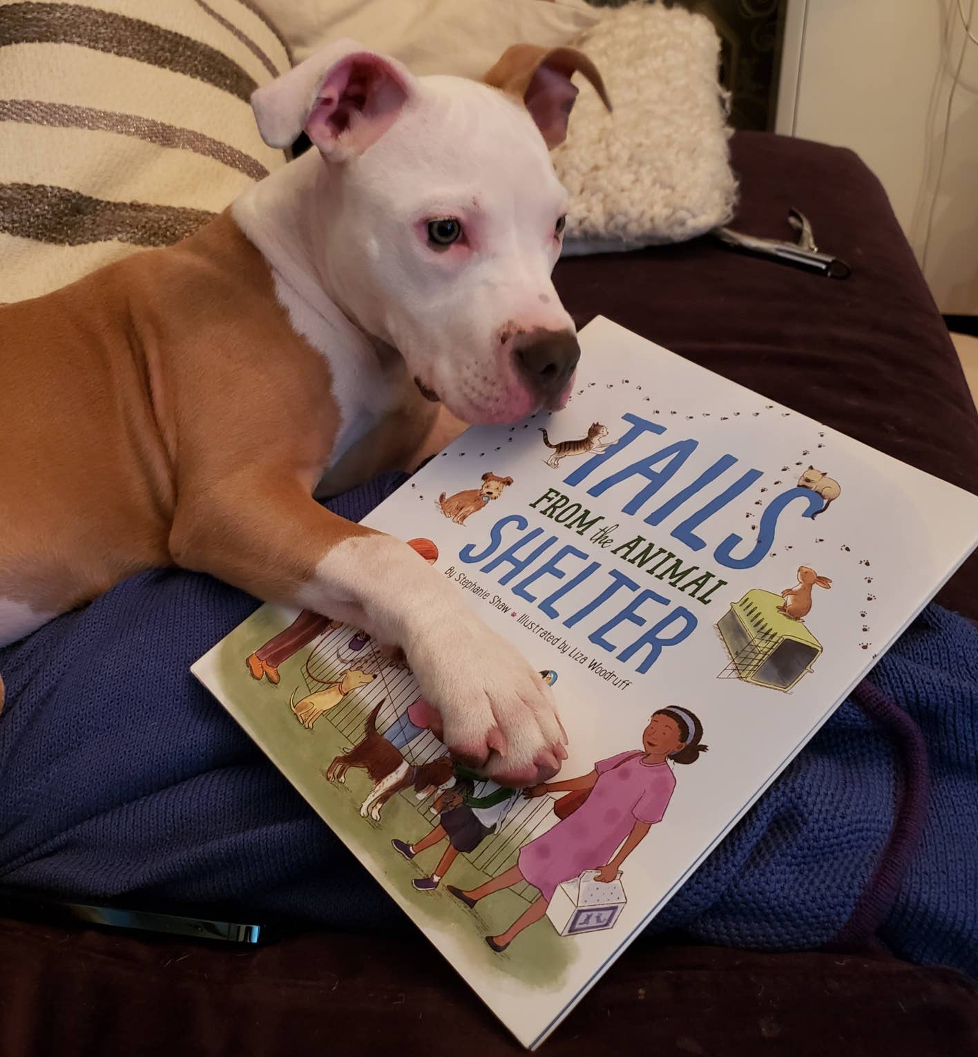 Tails from the Animal Shelter, a picture book
