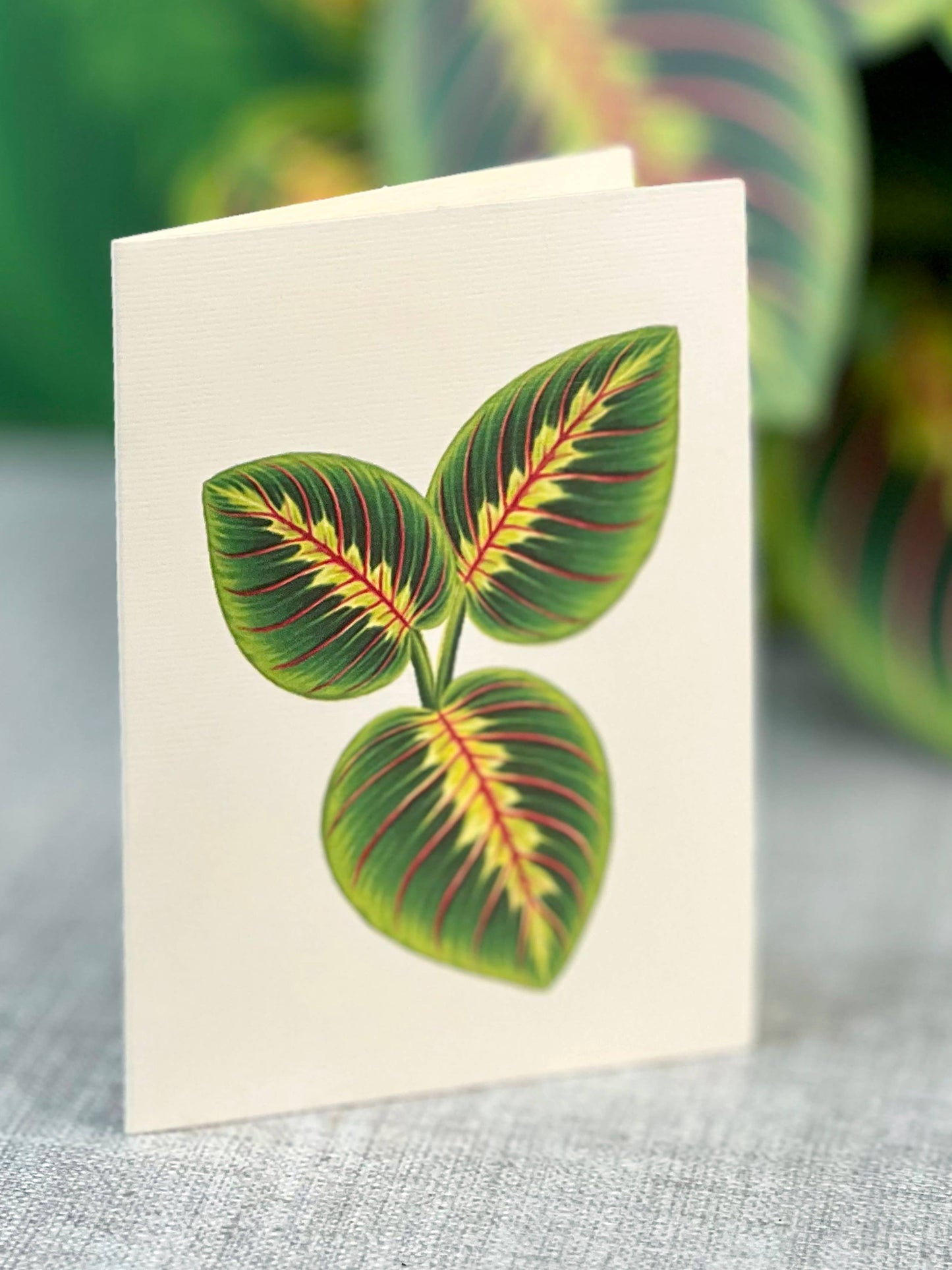 Prayer Plant Pop-up Greeting Card