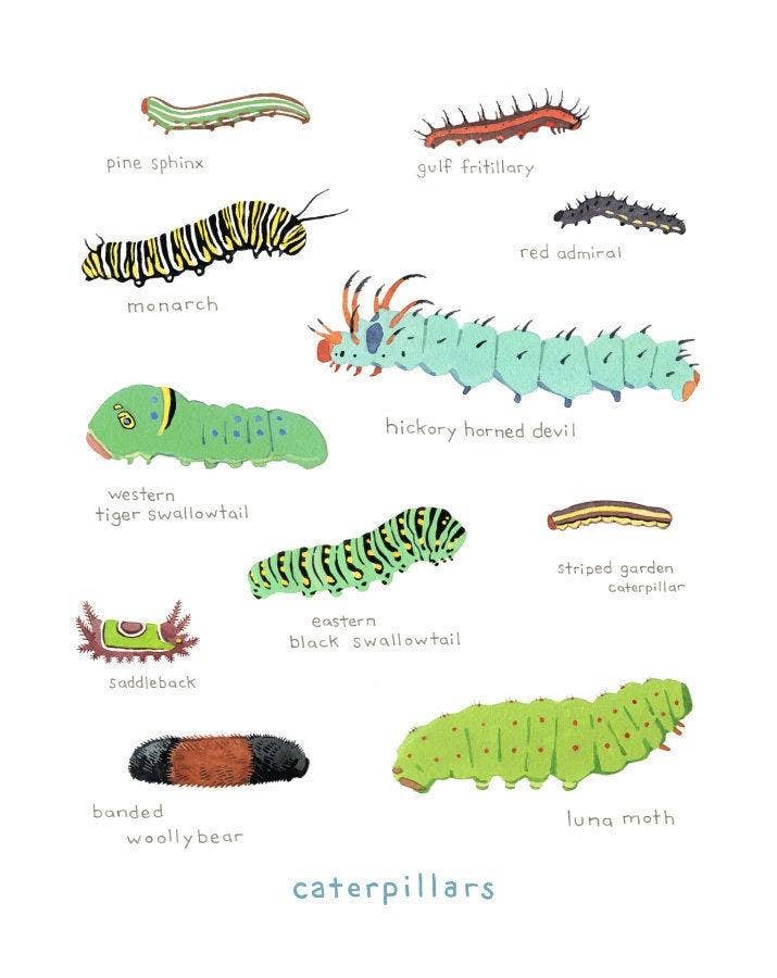 Caterpillar Chart Print, Colorful Kids Art Print: 5x7 (8x10 mat)