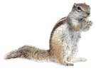 Nuts About You Jiggie Mini Puzzle