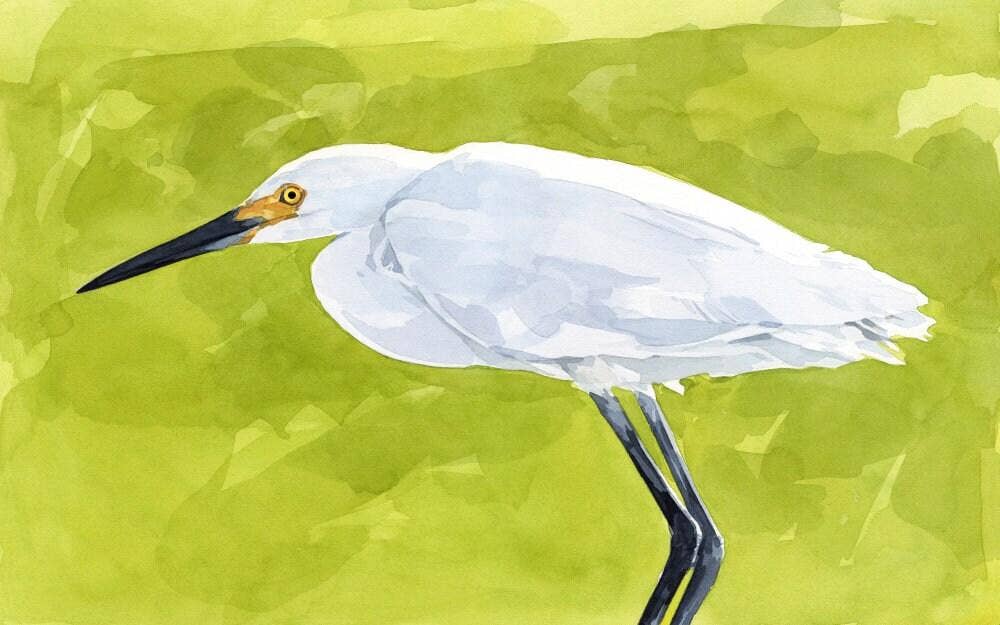 Snowy Egret Watercolor Print: 11x17 (no mat)