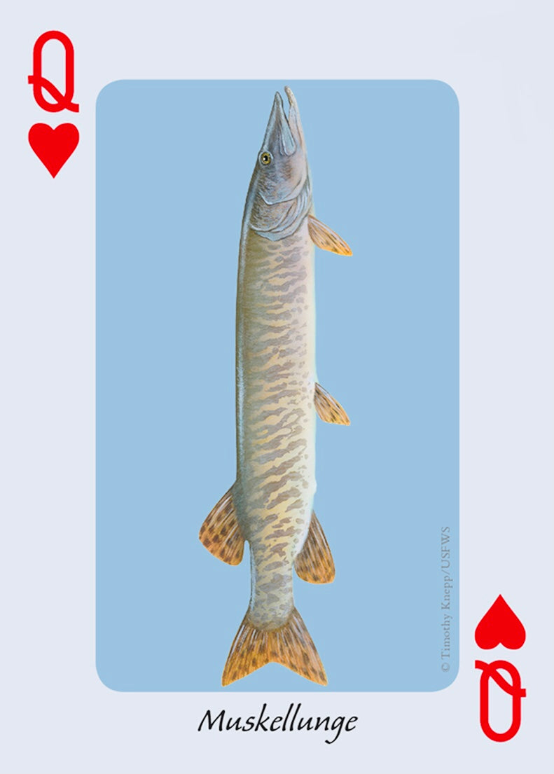 Fish of the Midwest Playing Cards