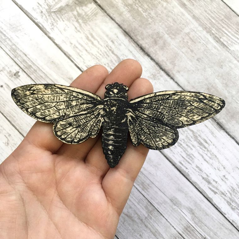Cicada Magnet