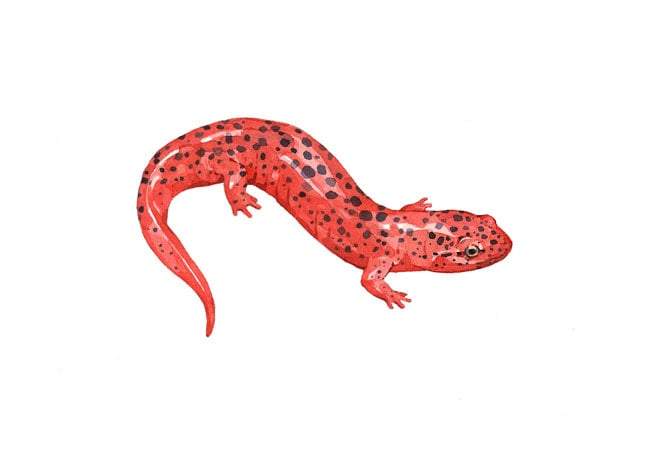 Red Salamander Art Print, Animal Watercolor Painting: 3x5 (5x7 mat)