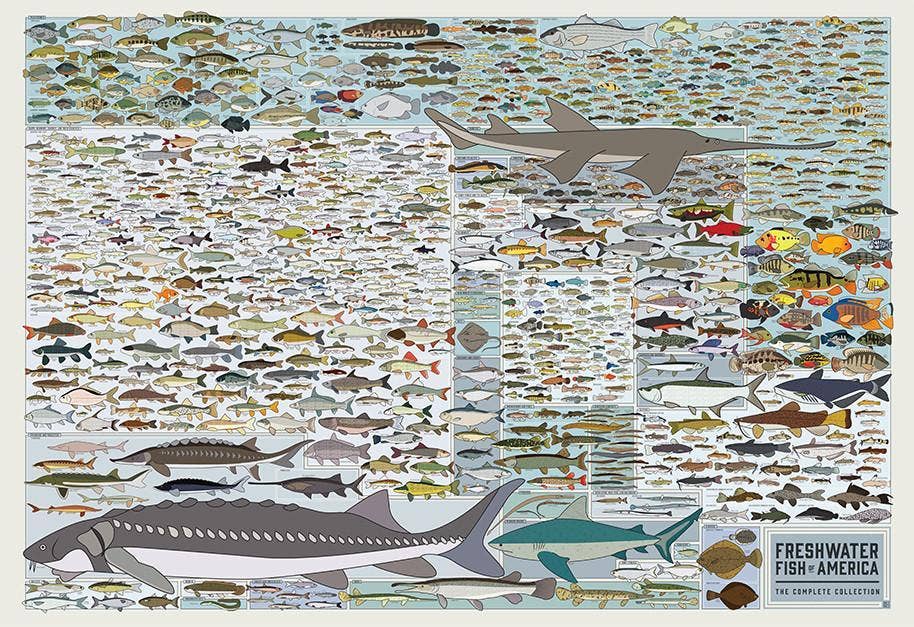 Freshwater Fish of America | 36" x 24" art print