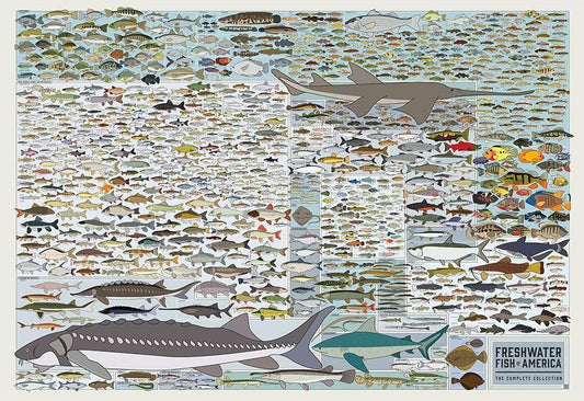 Freshwater Fish of America | 36" x 24" art print