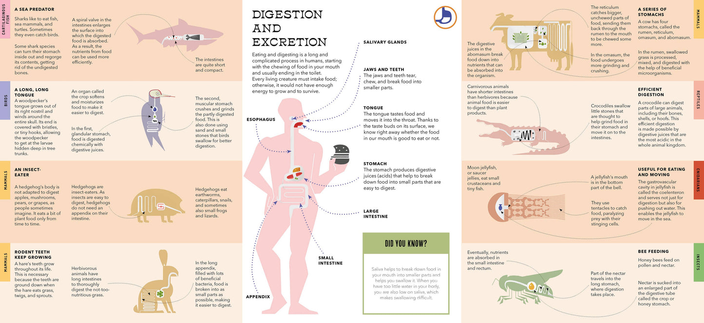 Foldout Anatomy