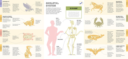 Foldout Anatomy