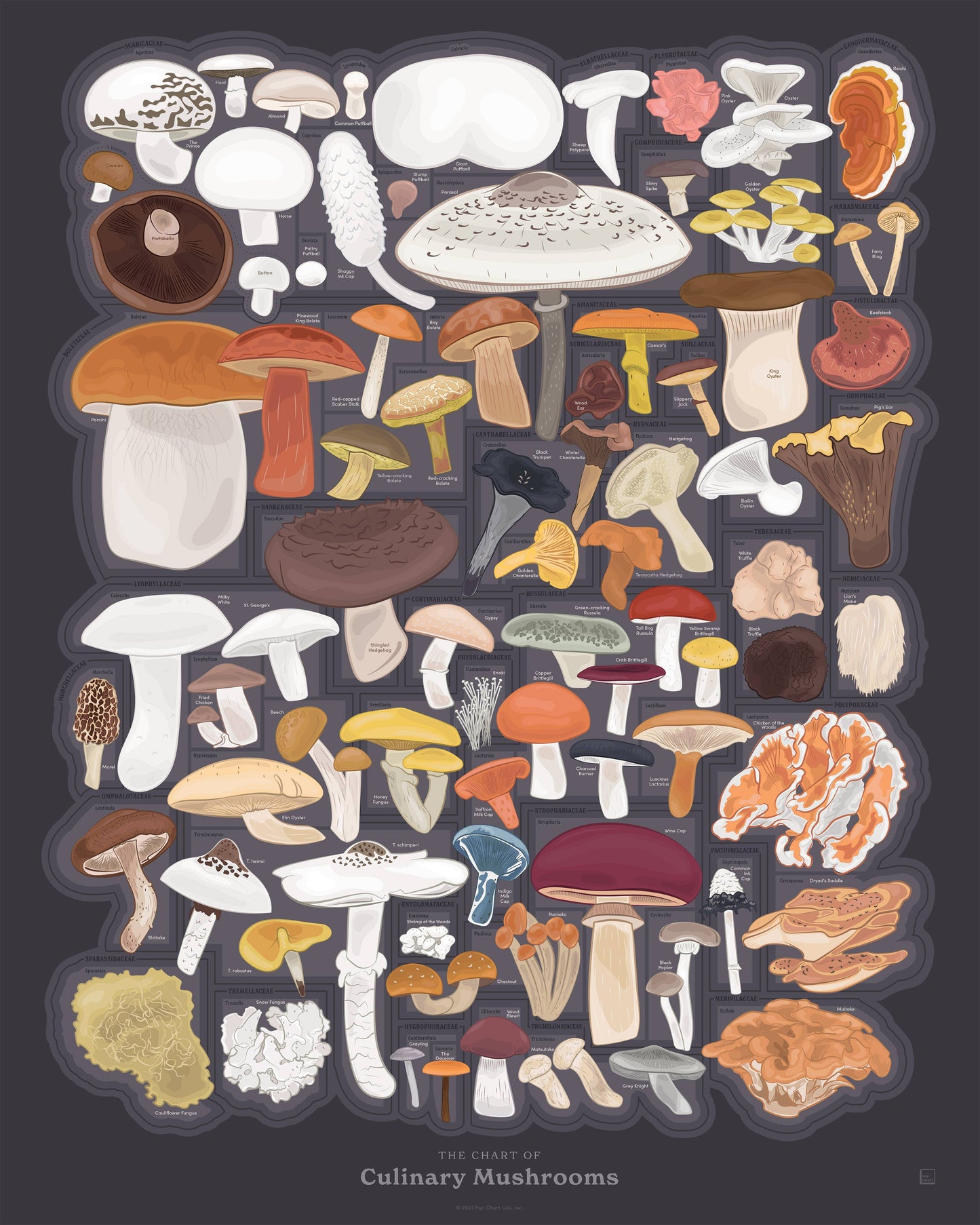 The Chart of Culinary Mushrooms | 16" x 20" Art Print