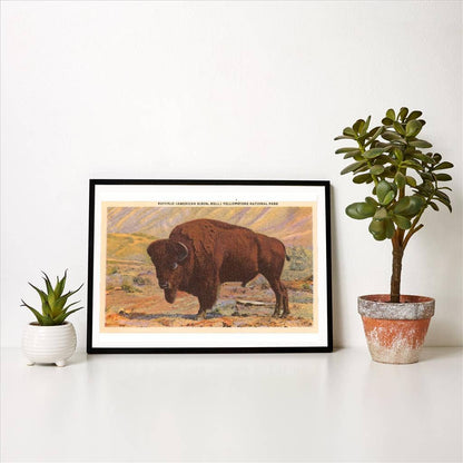 Art Print MT-74 Buffalo, Yellowstone Park, Montana