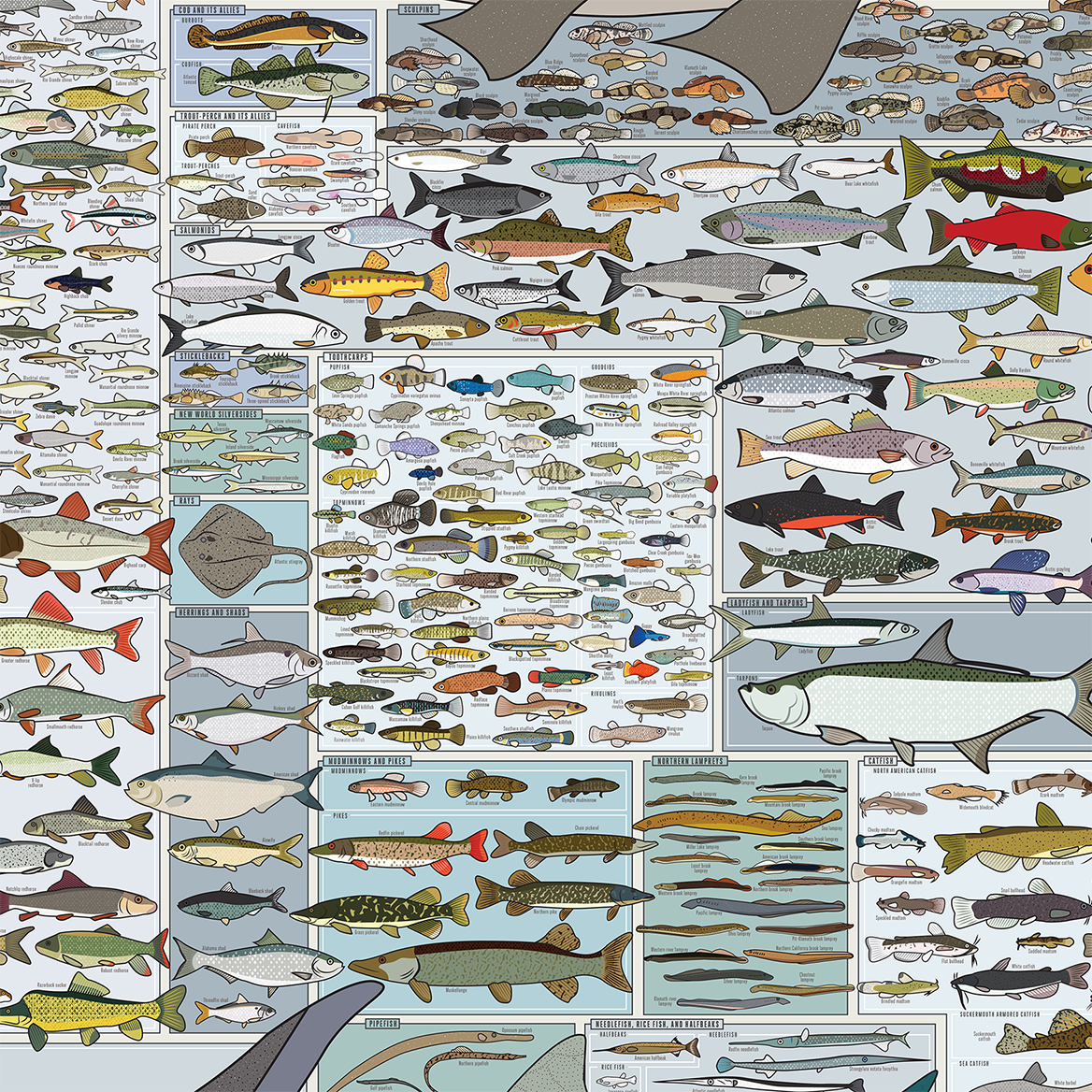 Freshwater Fish of America | 36" x 24" art print