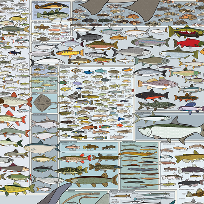 Freshwater Fish of America | 36" x 24" art print