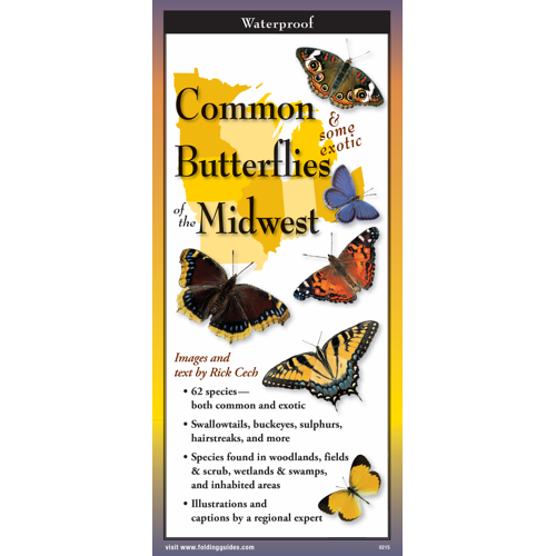 Common Butterflies of the Midwest