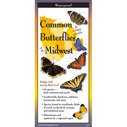 Common Butterflies of the Midwest