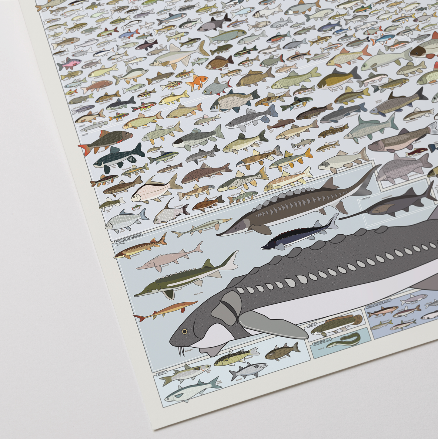 Freshwater Fish of America | 36" x 24" art print