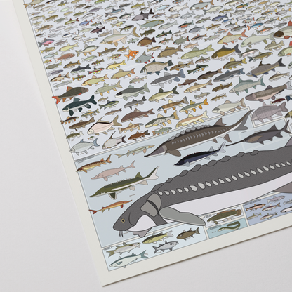 Freshwater Fish of America | 36" x 24" art print