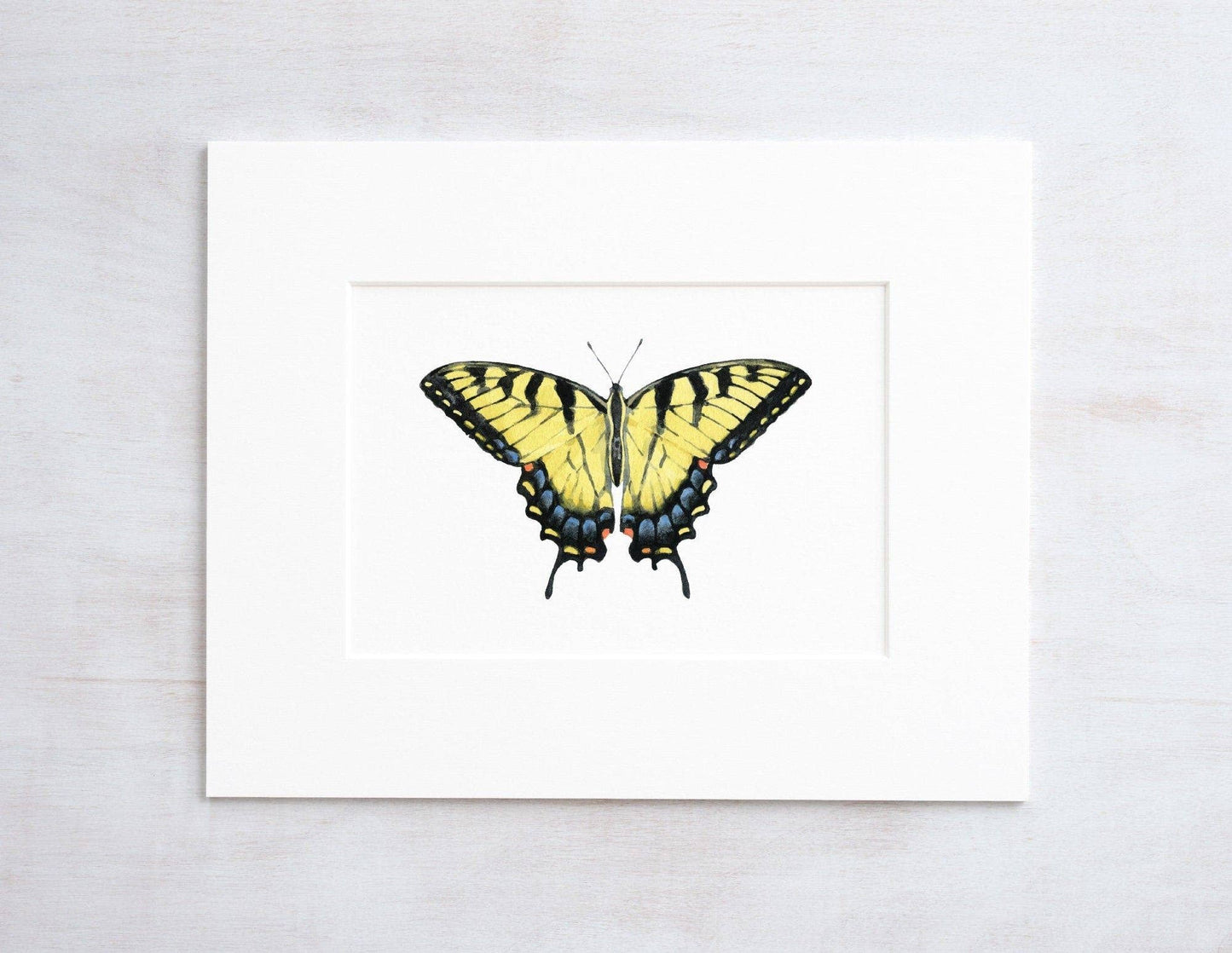 Swallowtail Butterfly Watercolor, Eastern Tiger Swallowtail: 5x7 (8x10 mat)