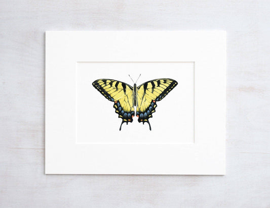 Swallowtail Butterfly Watercolor, Eastern Tiger Swallowtail: 5x7 (8x10 mat)