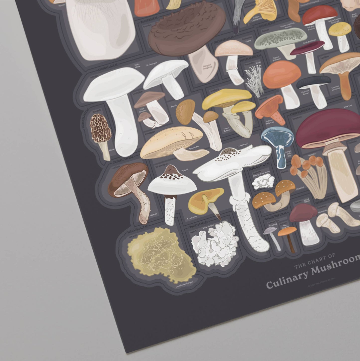 The Chart of Culinary Mushrooms | 16" x 20" Art Print