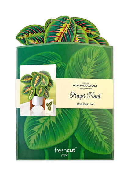 Prayer Plant Pop-up Greeting Card