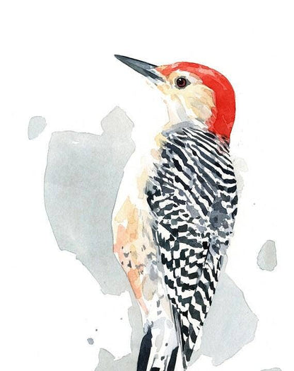 Red-bellied Woodpecker Print Watercolor Bird Painting: 8x10 (11x14 mat)