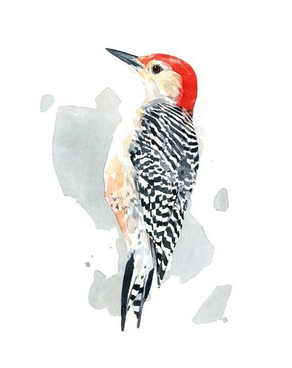 Red-bellied Woodpecker Print Watercolor Bird Painting: 8x10 (11x14 mat)