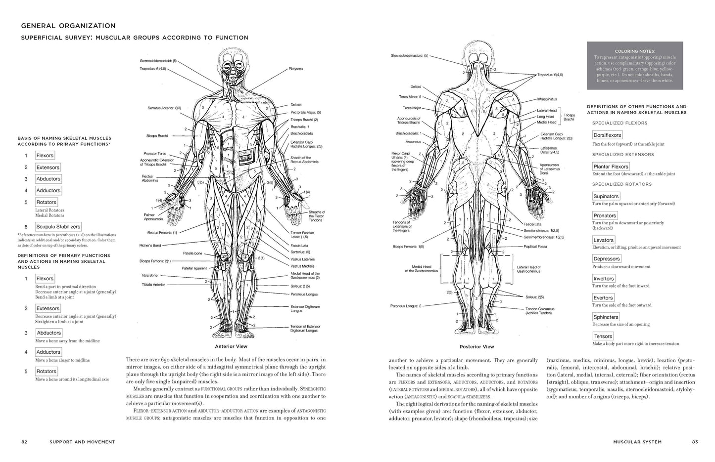 McMurtrie's Human Anatomy Coloring Book