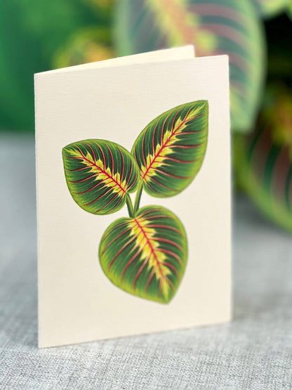 Prayer Plant Pop-up Greeting Card