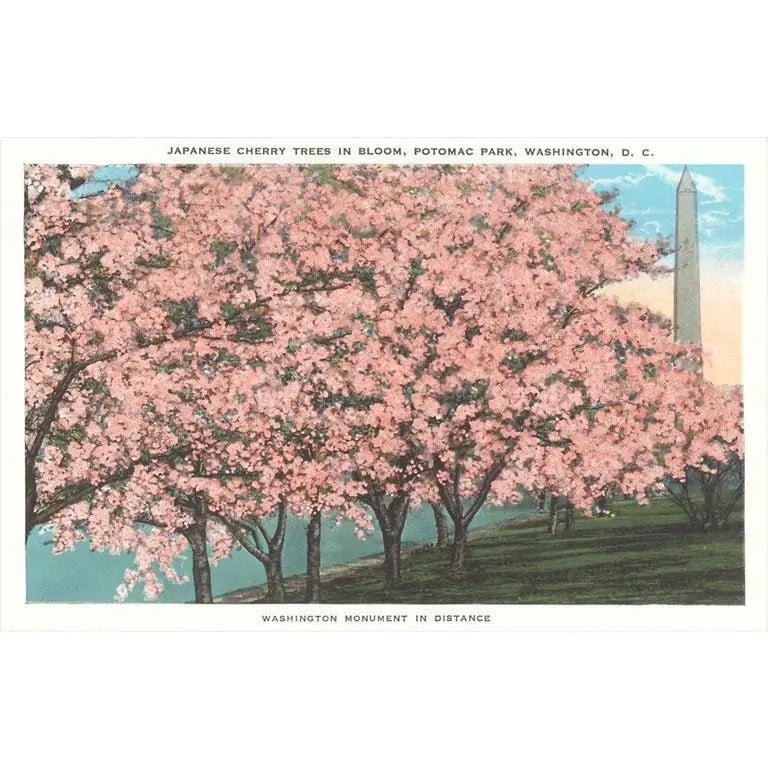 Found Image Press - 3.5" x 5.5" Postcards