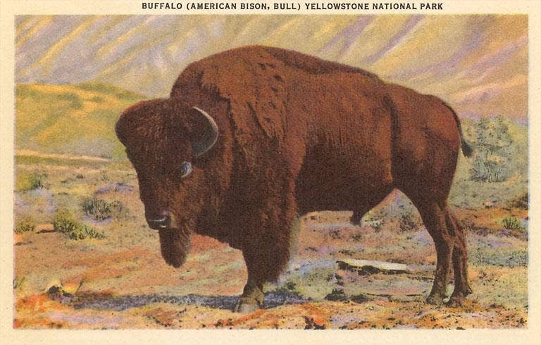 Postcard MT-74 Buffalo, Yellowstone Park, Montana