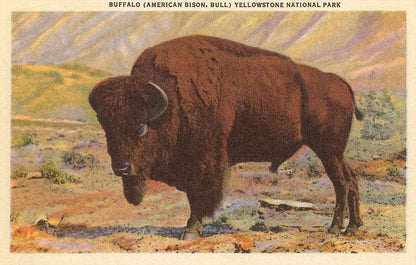 Postcard MT-74 Buffalo, Yellowstone Park, Montana