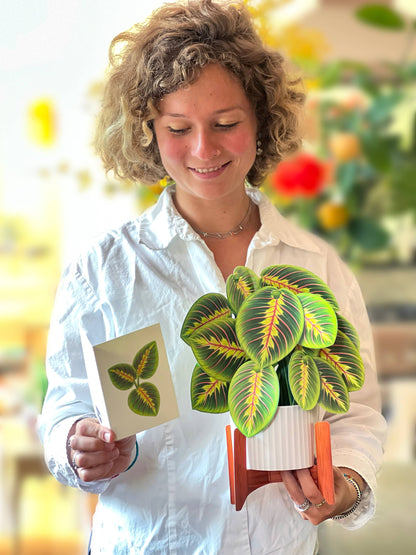 Prayer Plant Pop-up Greeting Card