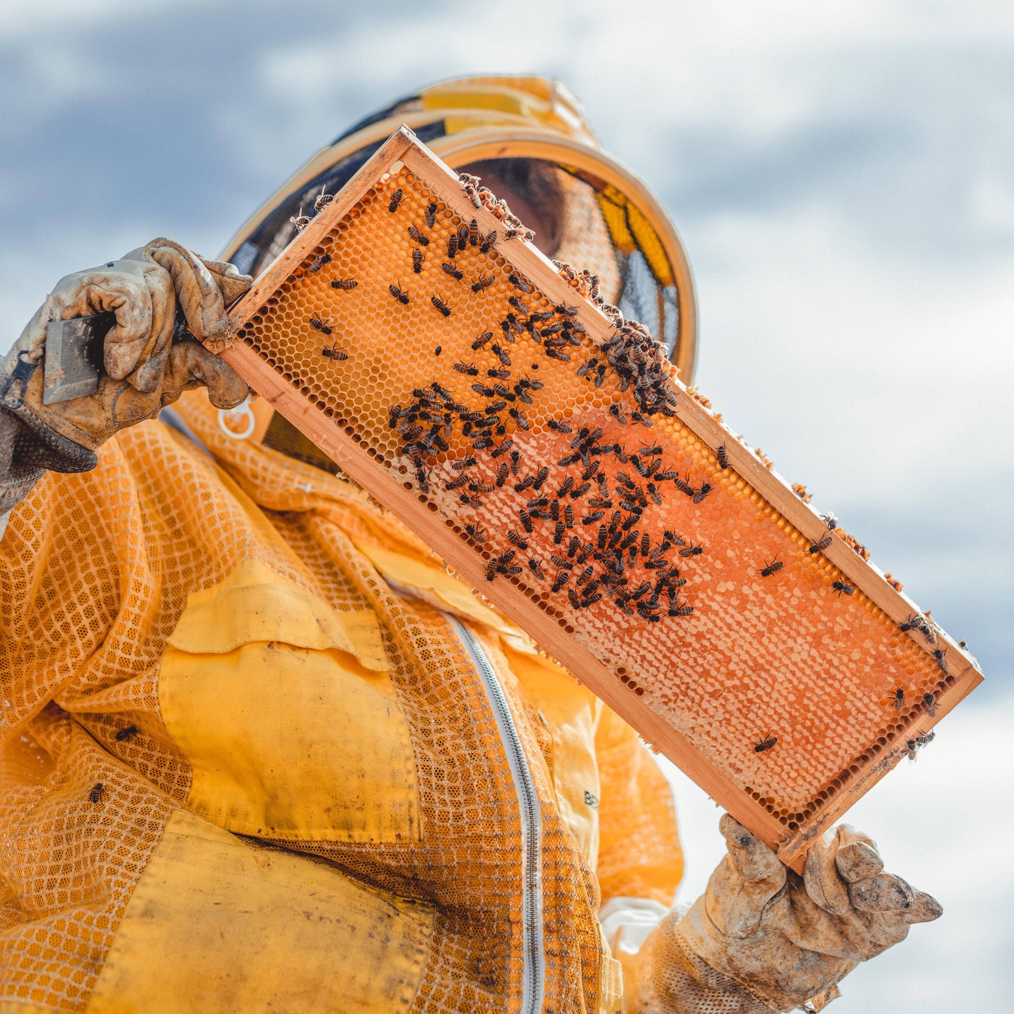 Lip Tint Pack of 4 Messner Local Beeswax Lip Balms