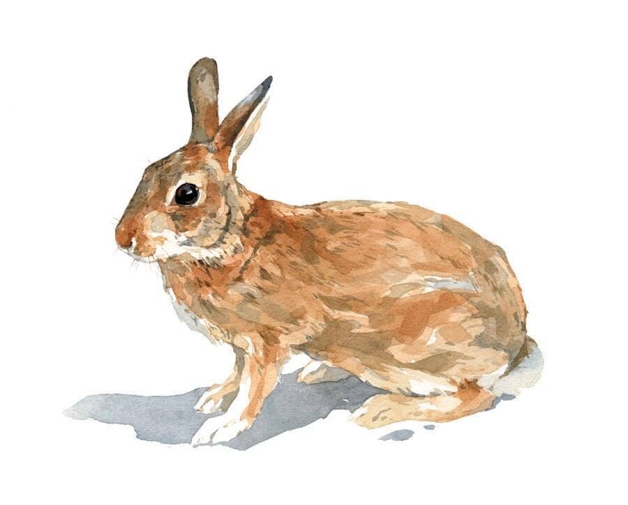 Wild Rabbit Watercolor Print, Nature Wildlife Art: 5x7 (8x10 mat)