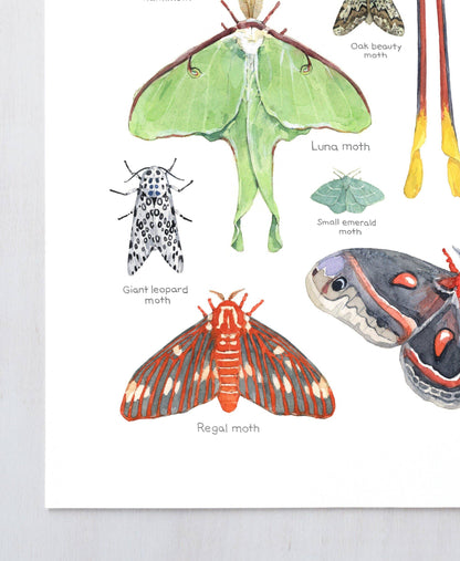 Moth Print, Colorful Insects Watercolor, Animal Chart: 8x10 (11x14 mat)