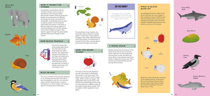 Foldout Anatomy