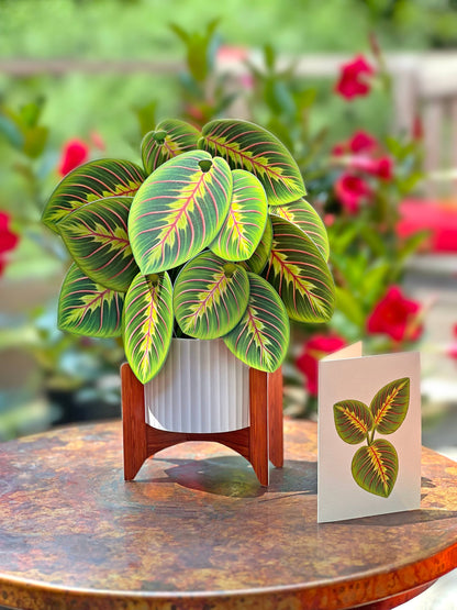 Prayer Plant Pop-up Greeting Card