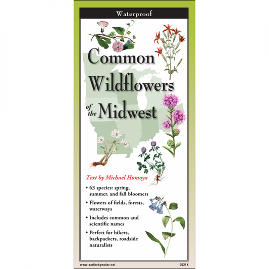 Common Wildflowers of the Midwest