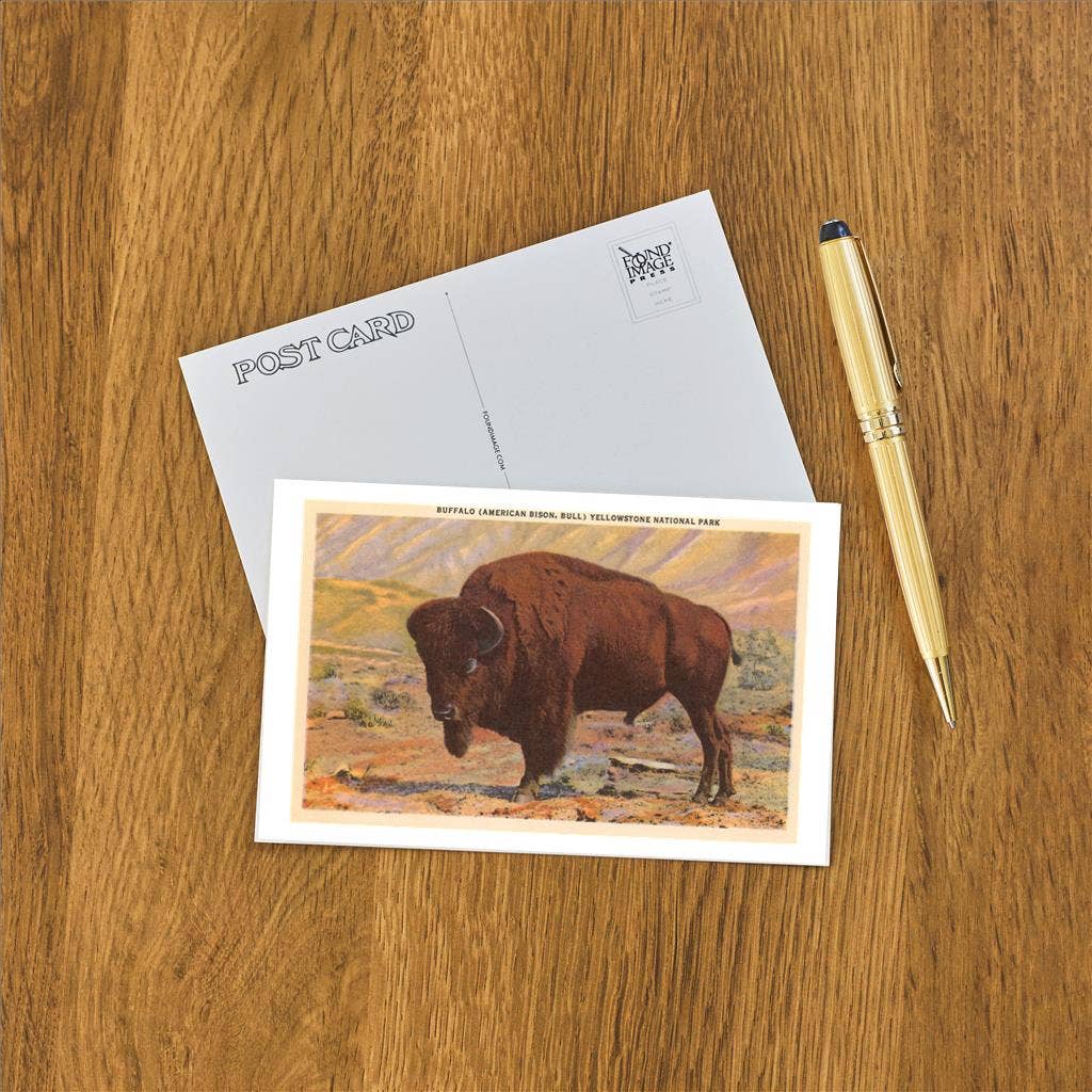 Postcard MT-74 Buffalo, Yellowstone Park, Montana