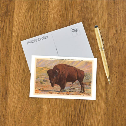 Postcard MT-74 Buffalo, Yellowstone Park, Montana