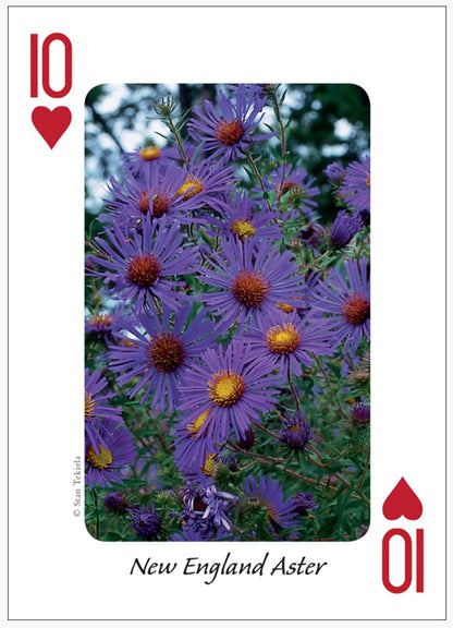 Wildflowers of Midwest Playing Cards