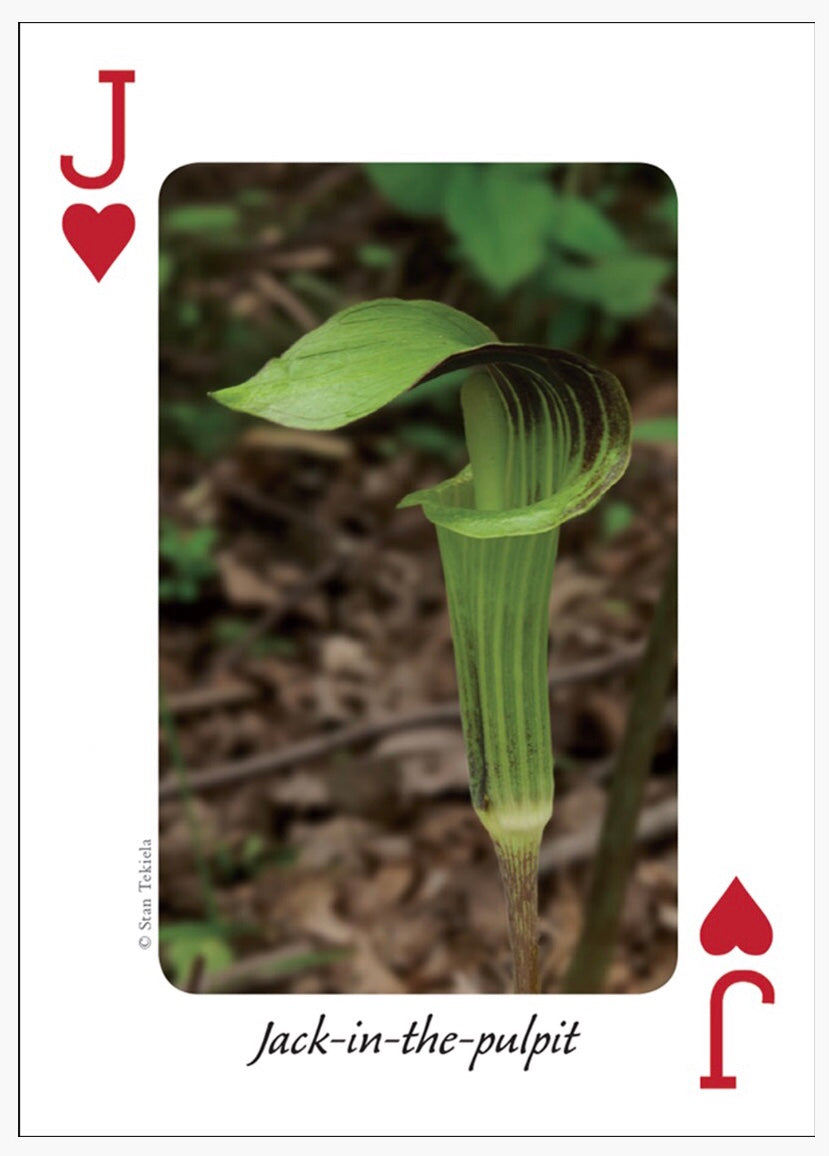 Wildflowers of Midwest Playing Cards