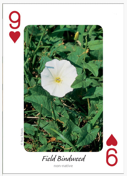 Wildflowers of Midwest Playing Cards