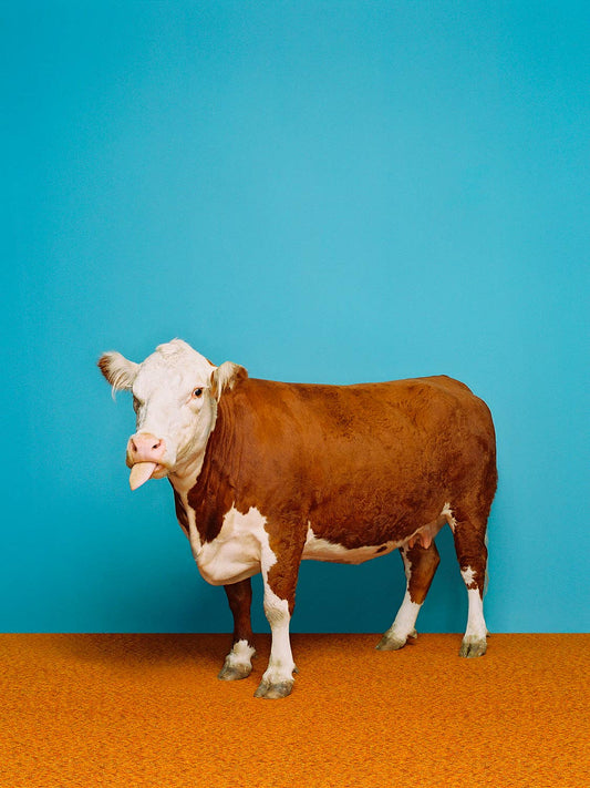 Cow On Bright Blue Stretched Canvas