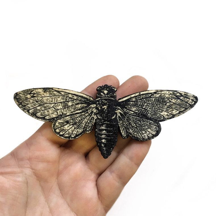 Cicada Magnet