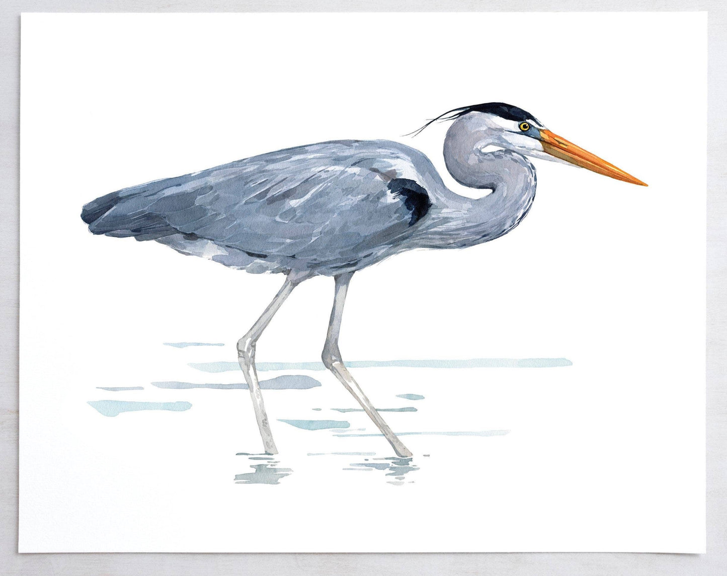 Great Blue Heron Watercolor Art Print, Bird Art: 5x7 (8x10 mat)