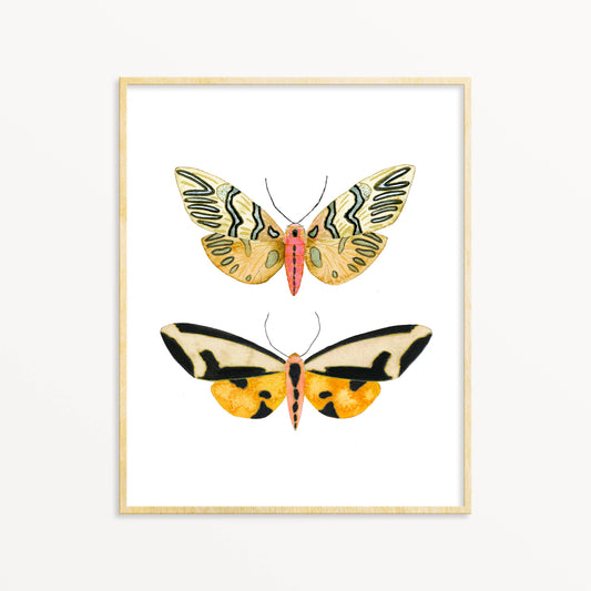 2 Moths #3 - 5” x 7”